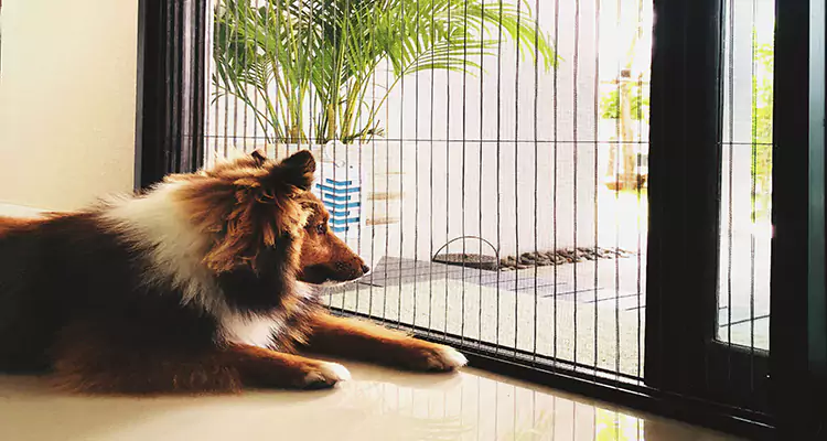 Sliding Screen Pet Door Repair in Orlando, FL