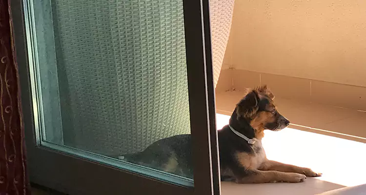 French Door Pet Screen Repair in Orlando, FL